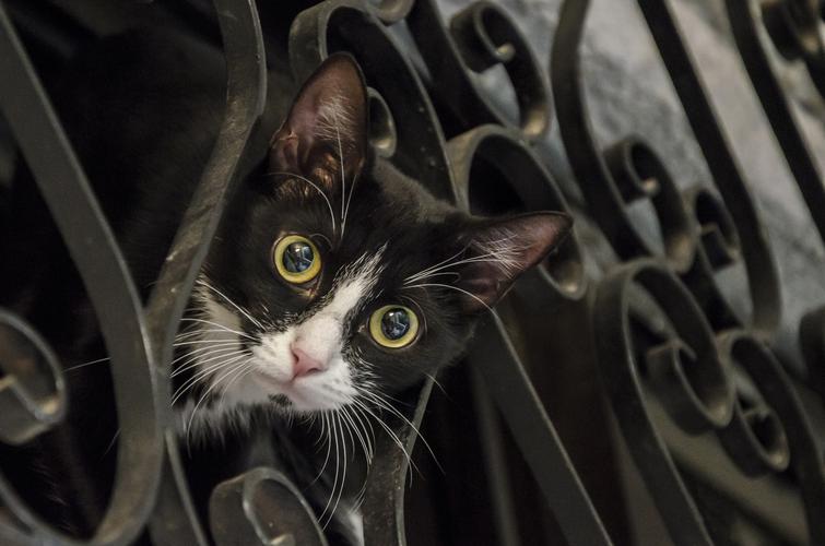 kitty官网地址,另类zoofilia杂交videos,手机游戏